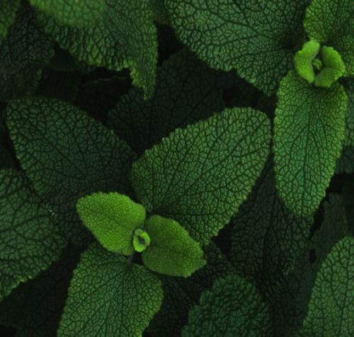 Publication de la Stratégie Nationale pour l'Alimentation, la Nutrition et le Climat